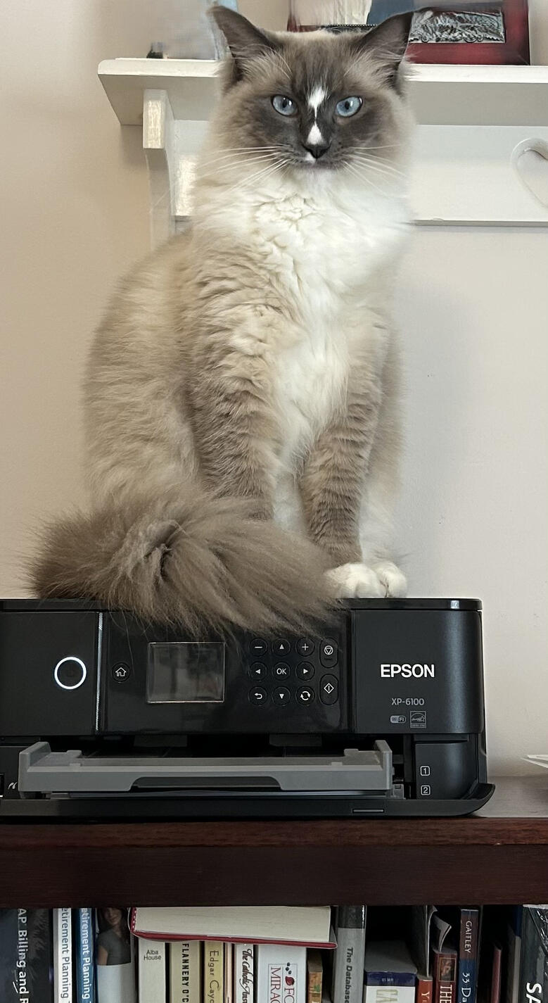 Nine lives doesn't mean I can wait forever for your draft.